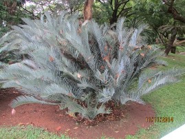 Encephalartos lehmannii